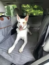 Waterproof Dog Car Seat Cover – Scratch-Resistant Protector