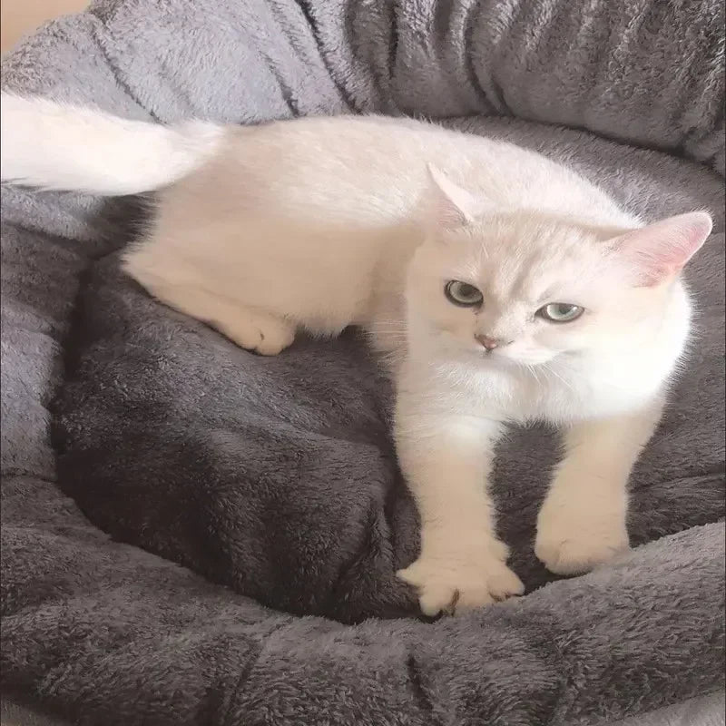 Fluffy  Bed for Dogs & Cats